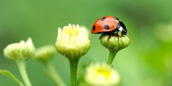 Environmental Responsibility