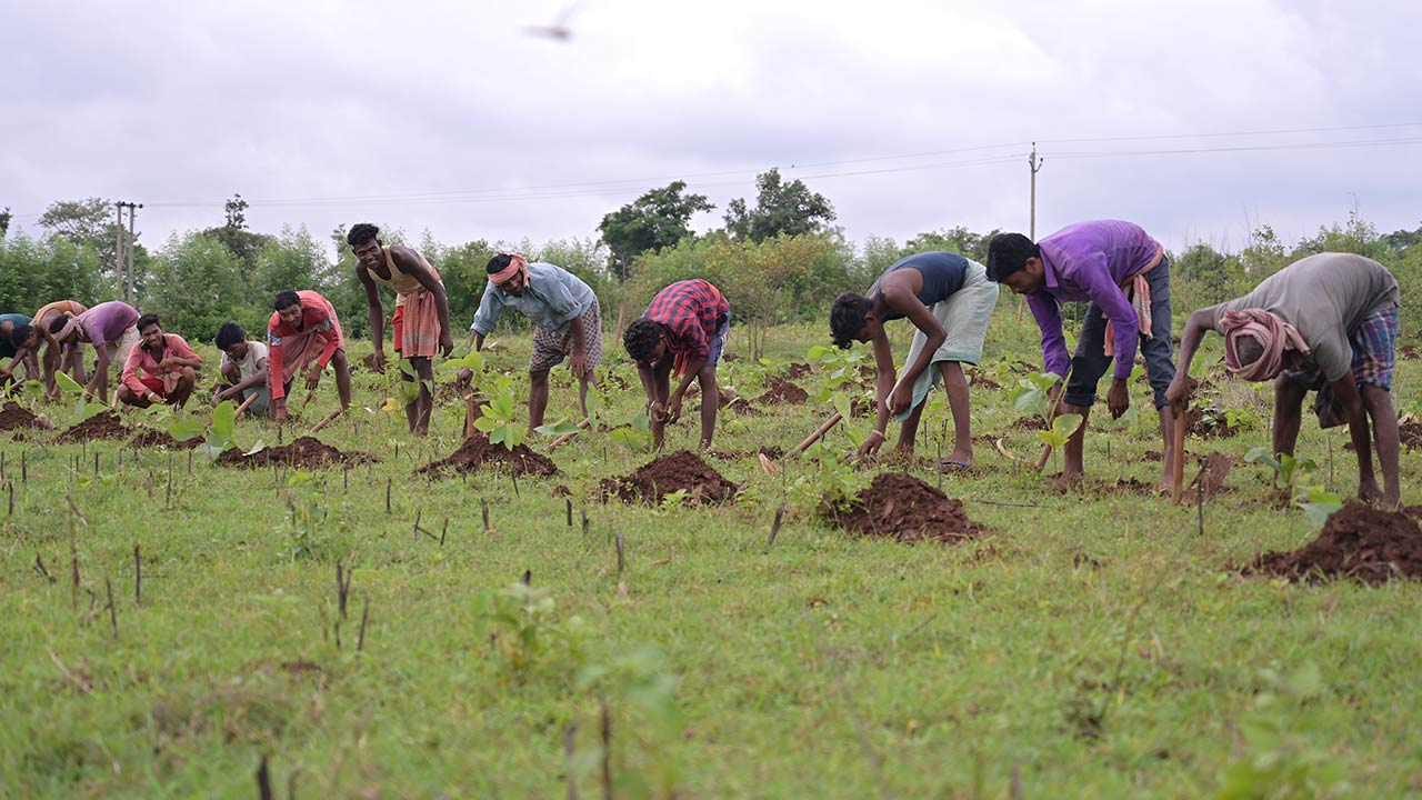 Des hommes indiens plantant des arbres.