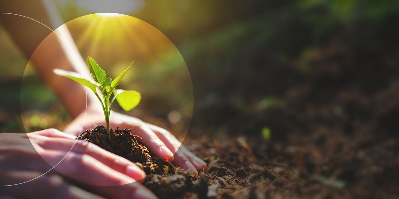 نبات صغير يُزرع.