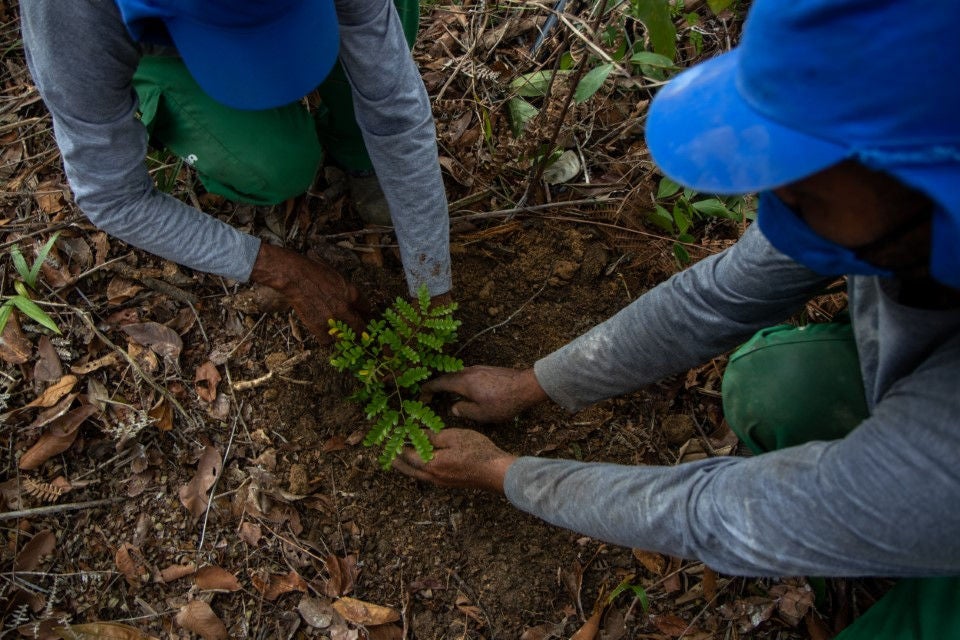 Dos trabajadores forestales plantan un plantón.