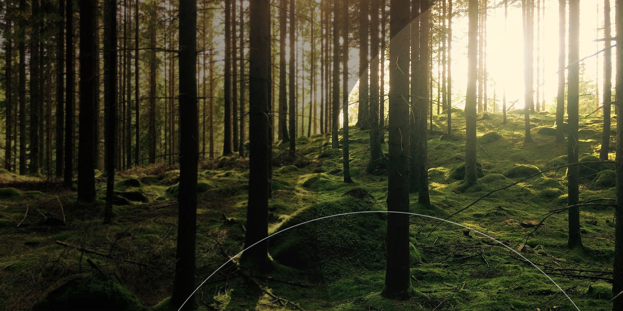 Árboles en un bosque brumoso.