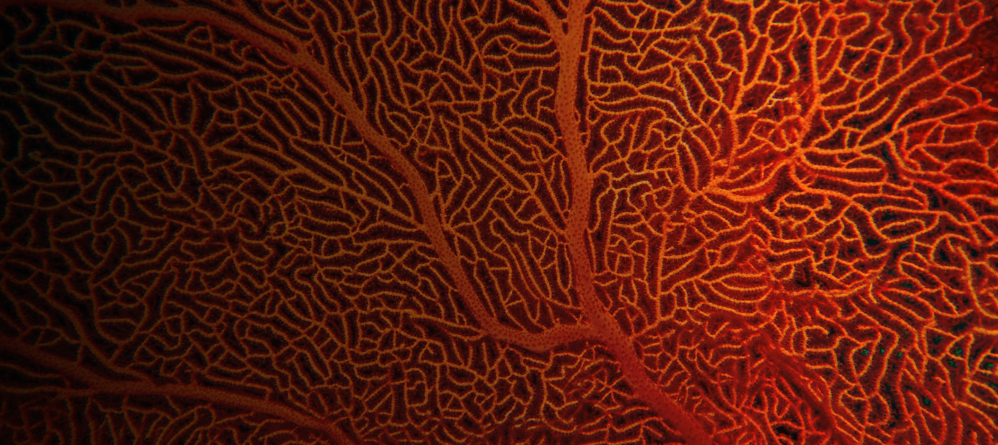 A close up of a coral
