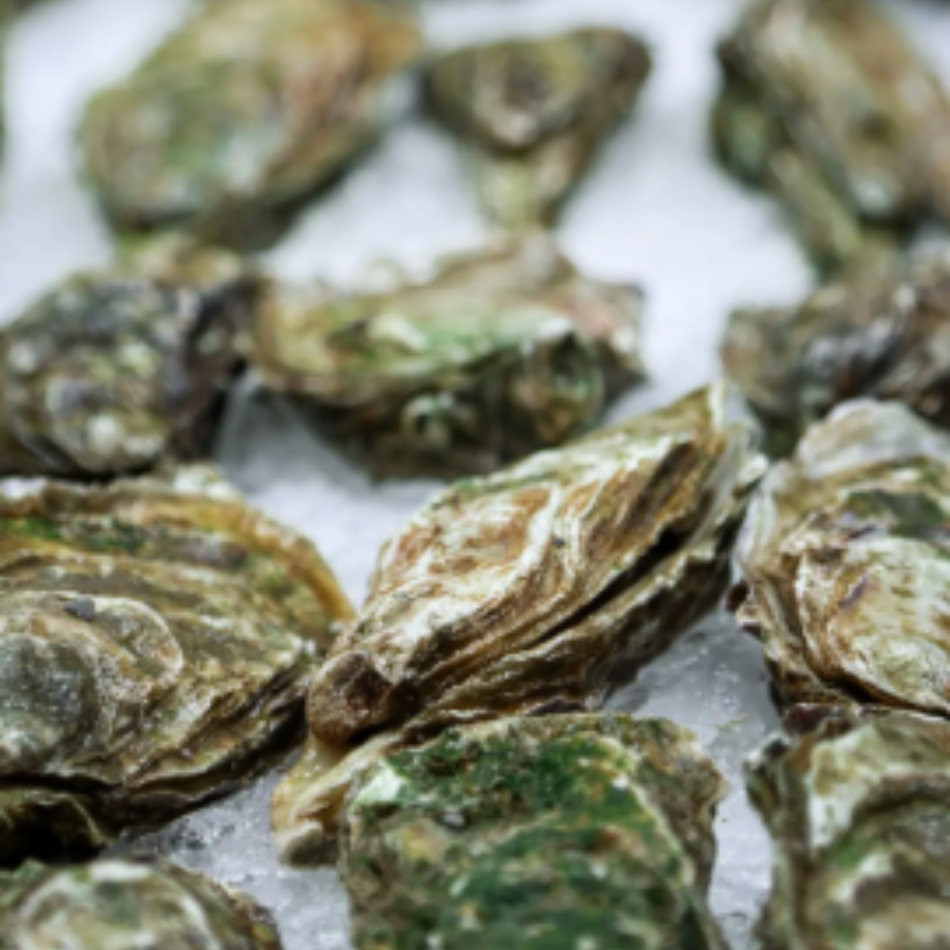Oysters on a bed of ice. 