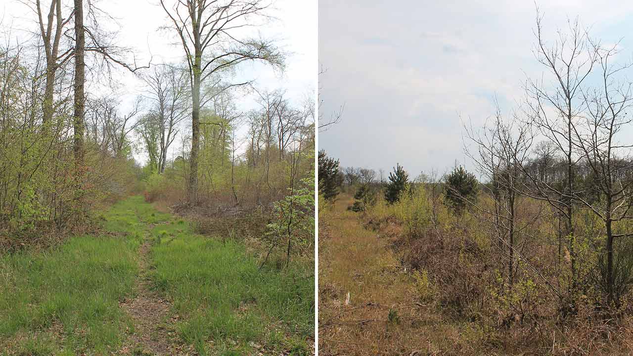 Forêt de Chantilly, Oise, France.