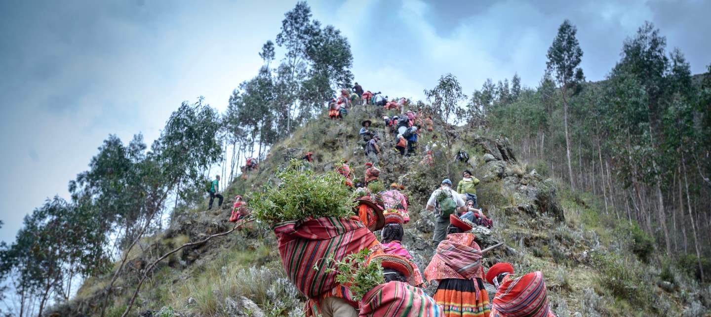 Members of the Indigenous communities in the High Andes walk up a steep mountainside carrying saplings to plant. 