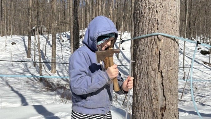 Ashley-Morgan taps a mallet on a fitting in a maple tree. 