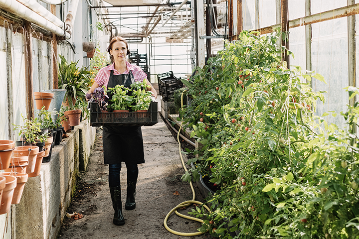 A woman walks through a greenhouse with a tray of plants. 
