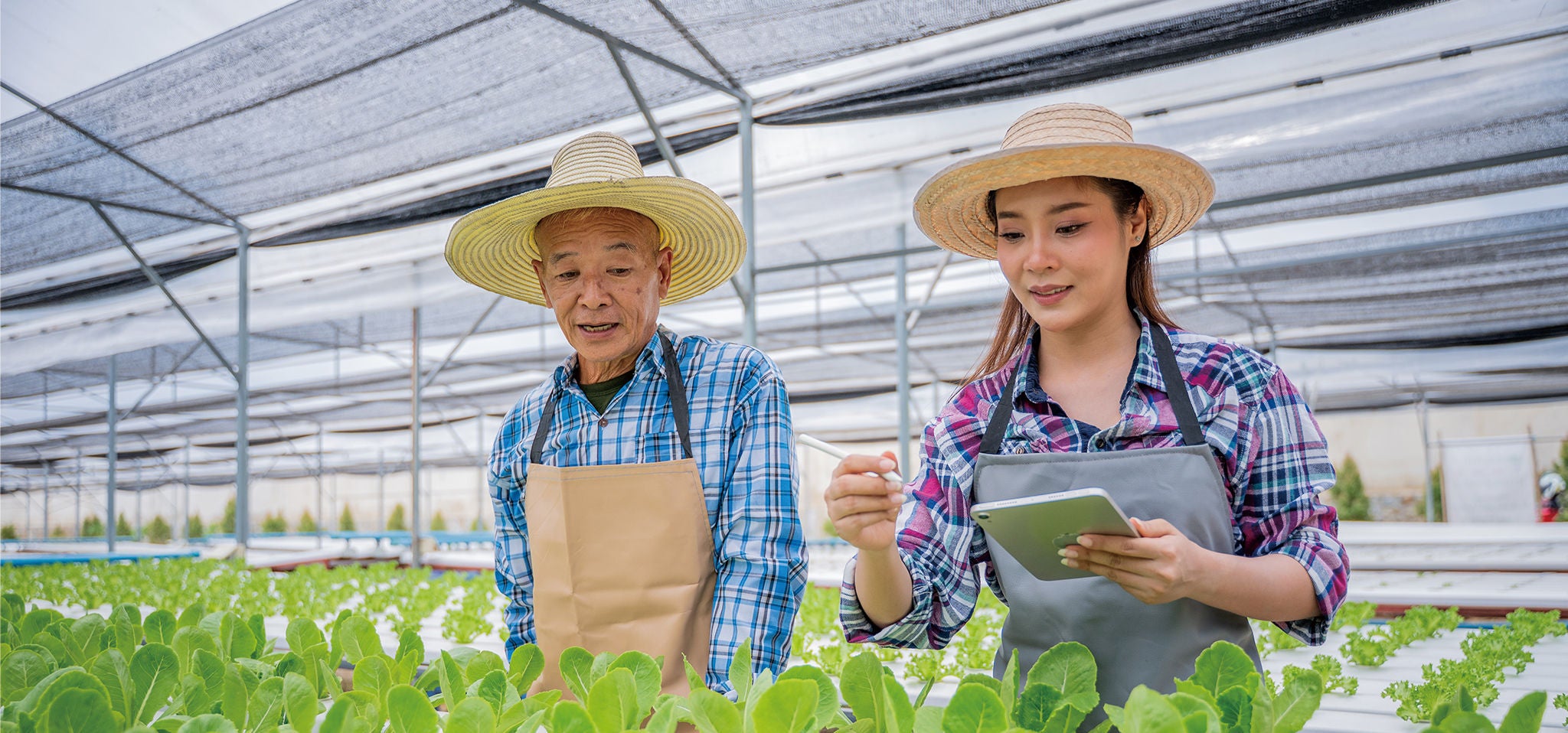 农民在大棚里看蔬菜