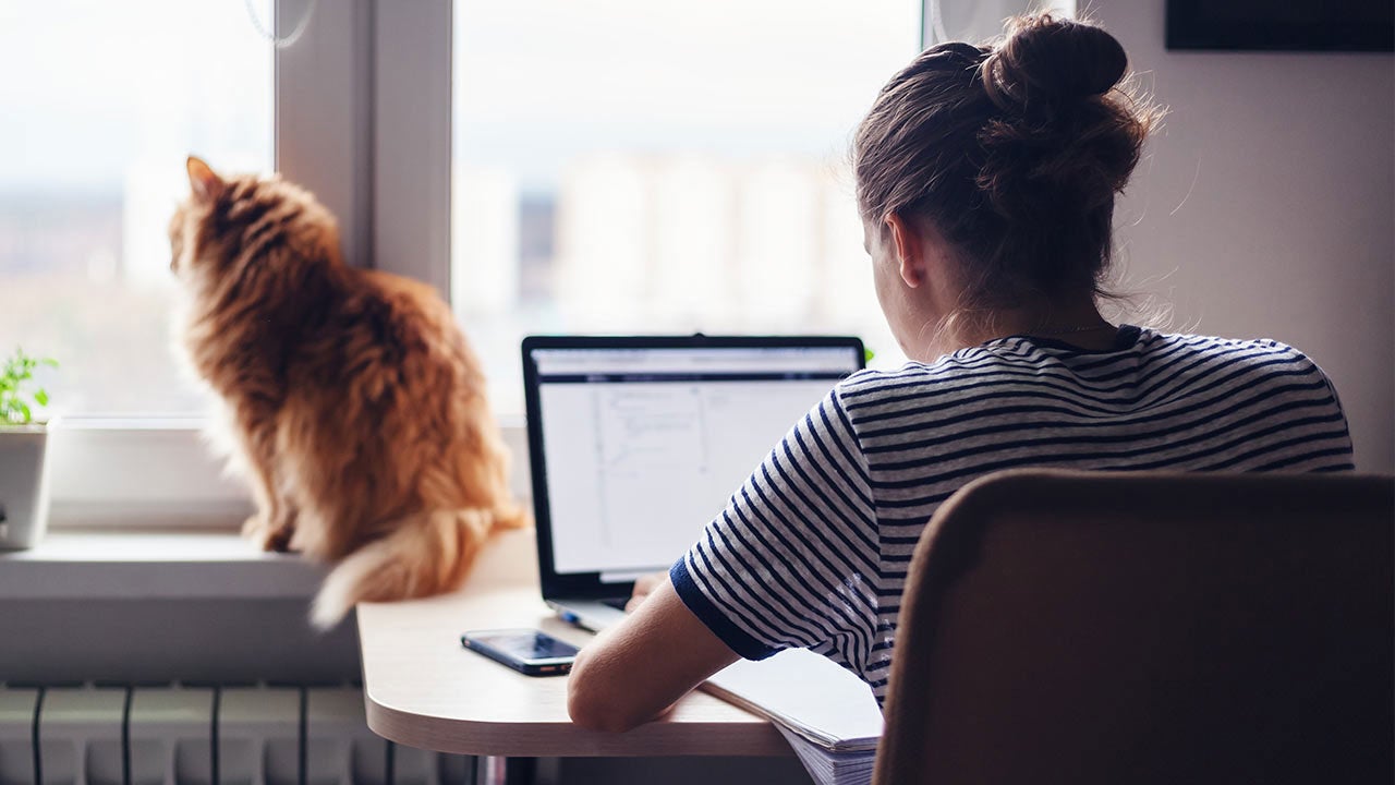 A freelancer working at home on a task, the cat is sitting on the window.