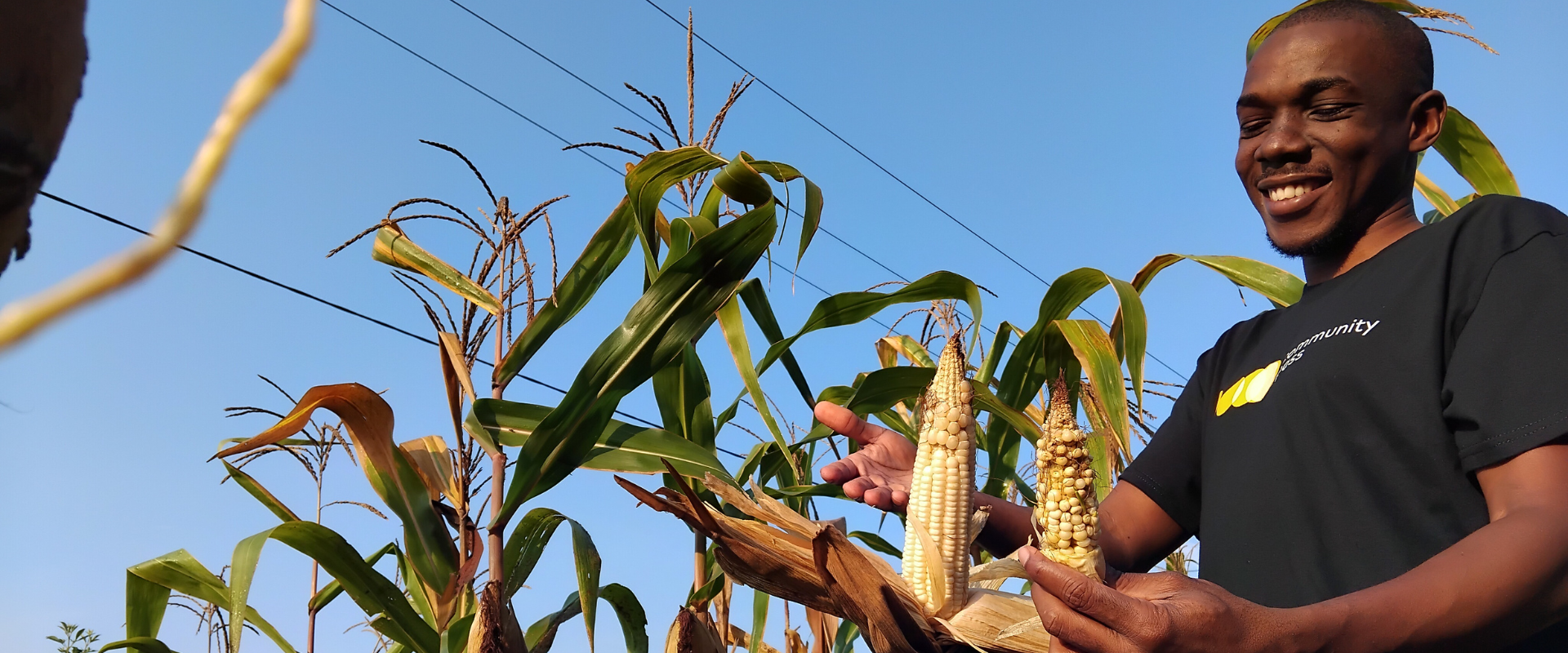 A farmer picks corn. 