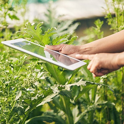 Person using tablet in the garden
