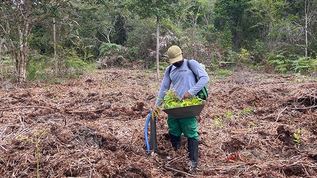 Plantation d'arbres, Brésil