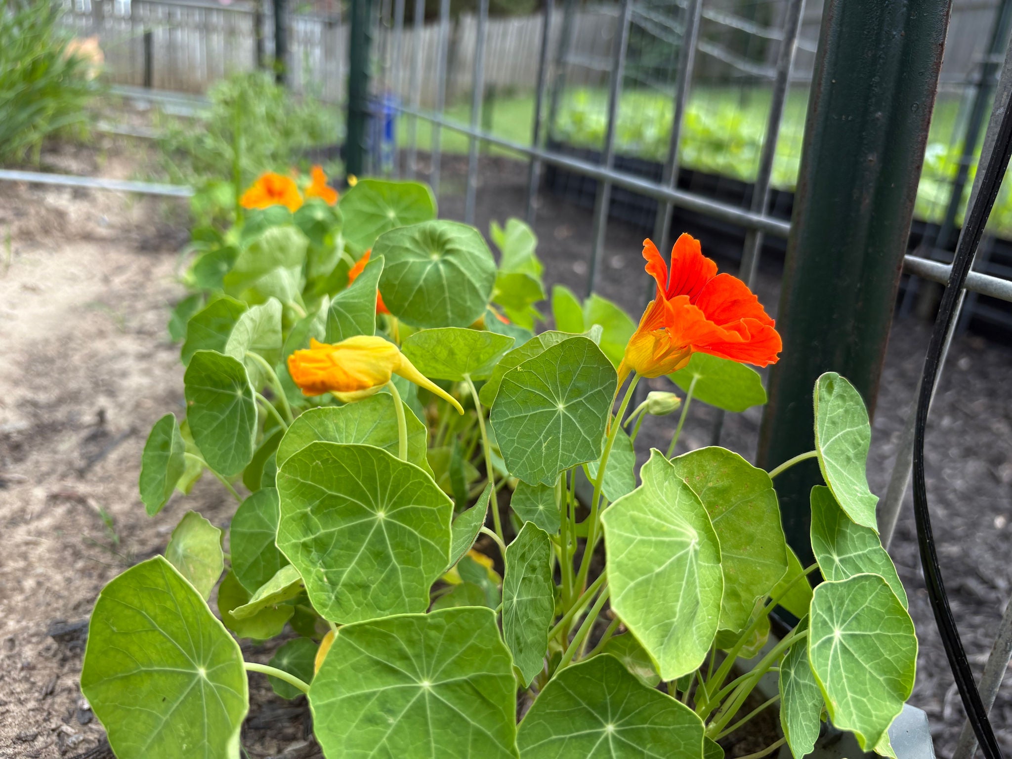 Nasturtiums