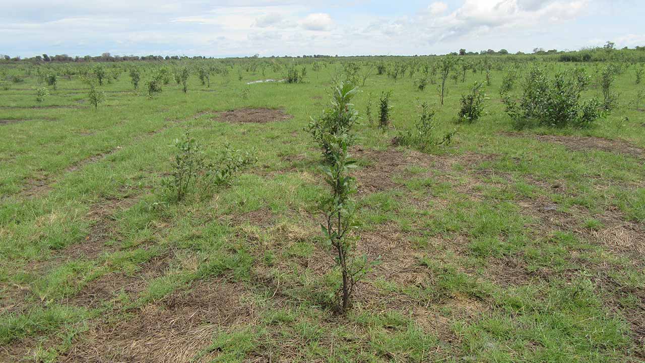 Restauration des forêts du Cambodge.