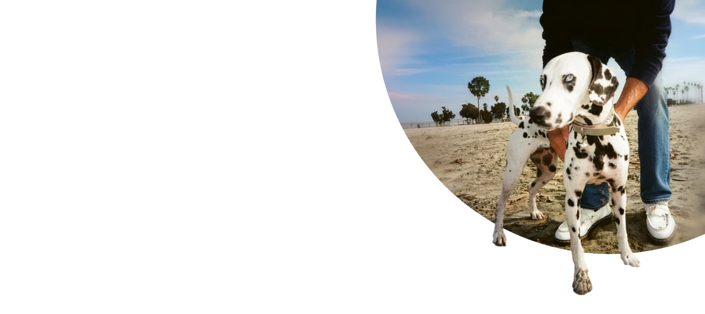 person holding dalmatian on beach