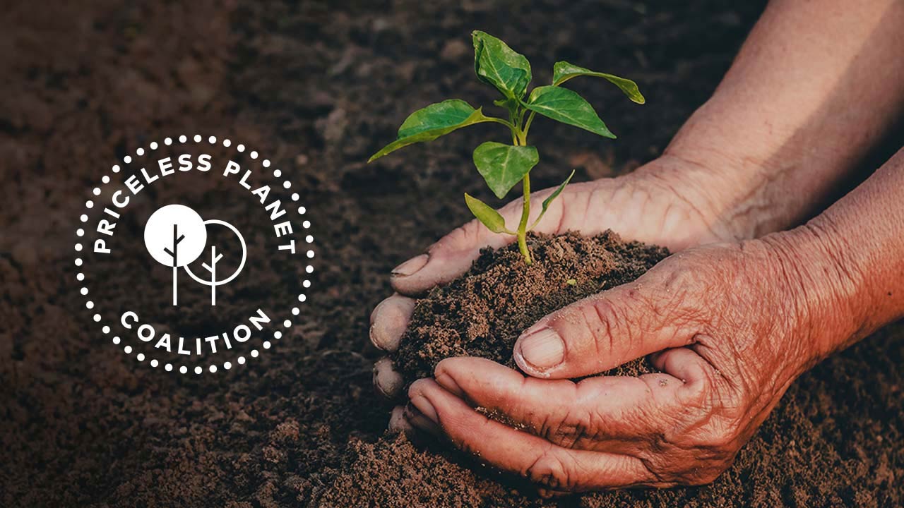 Hands holding plant seedling in dirt.
