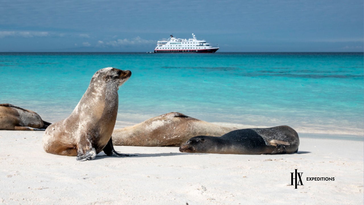 foche su una spiaggia con nave da crociera sullo sfondo