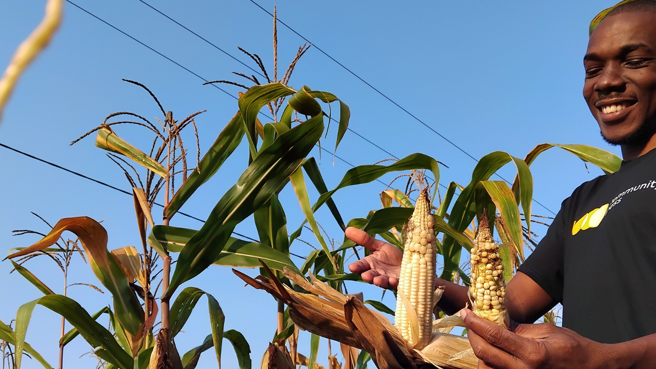 一个人在田野里拿着一穗玉米。 