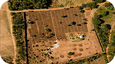 Vue aérienne d'une plantation d'arbres.