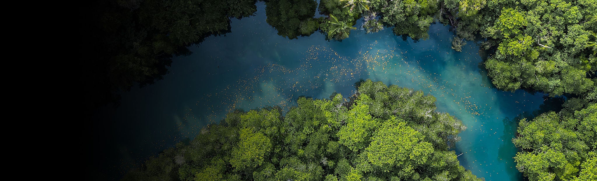 Felülnézetből készült légifelvétel egy kanyargó, kékeszöld folyóról, amelyet sűrű, élénkzöld erdő vesz körül.