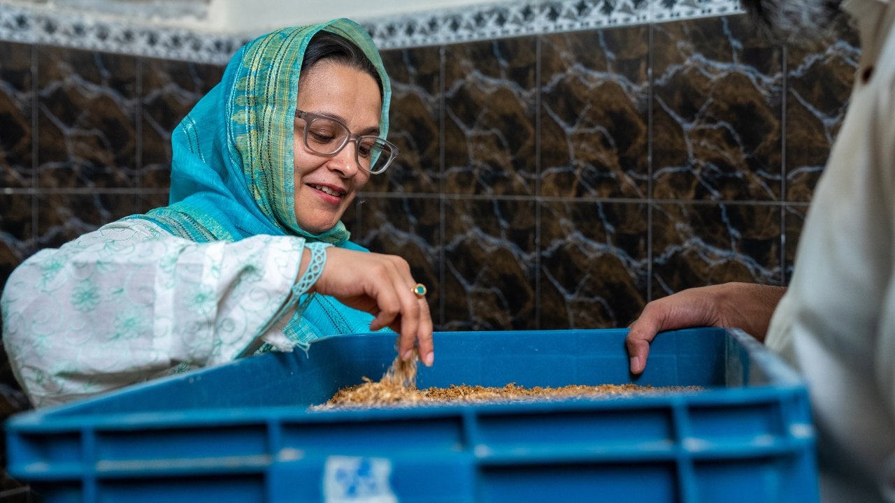 Babra Zafar inspects a bin of mealworms. 