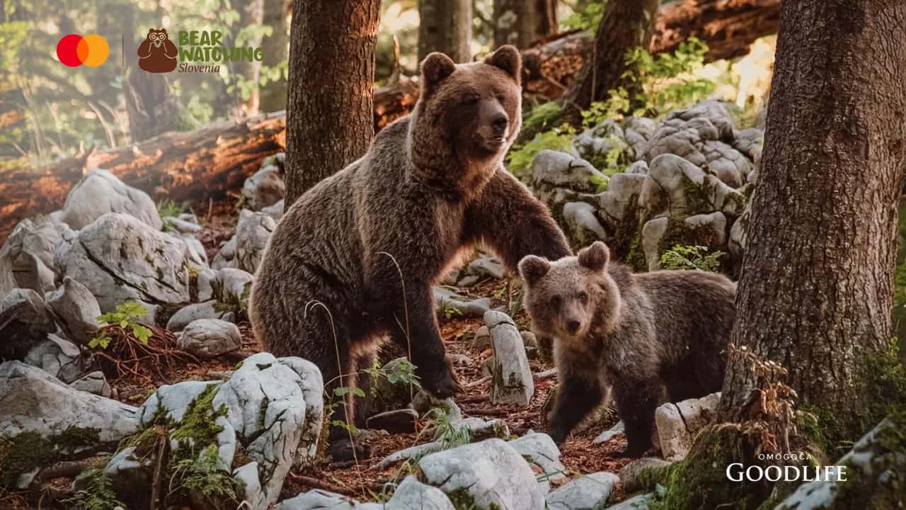 bear watching slovenia mday