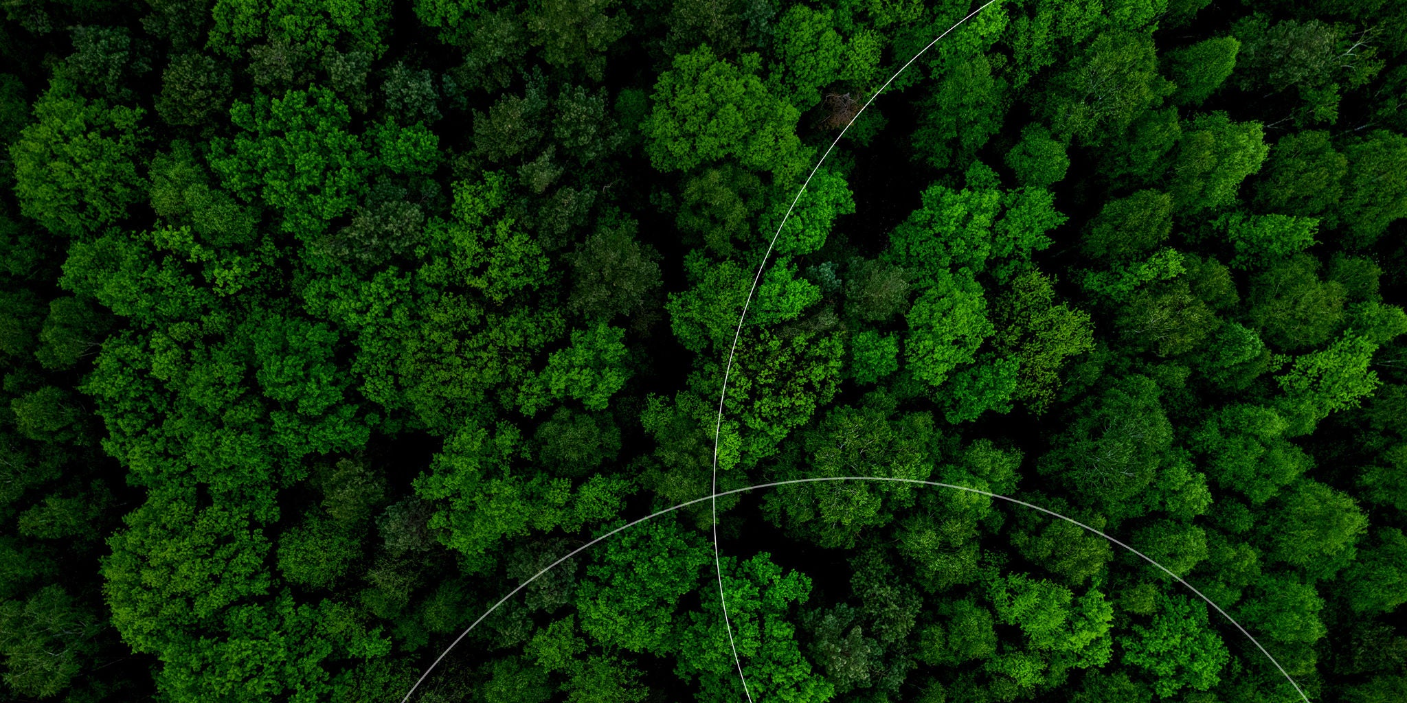 Aerial view of a green forest.