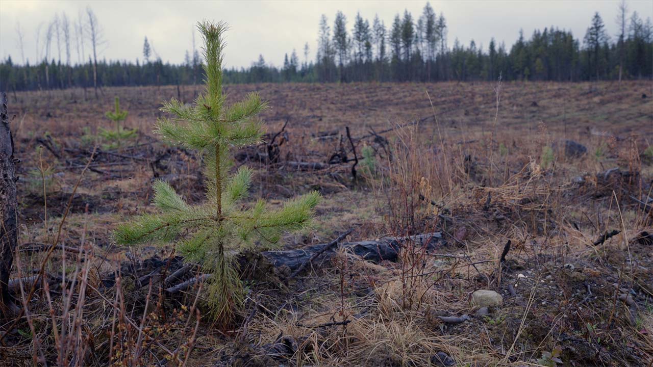 Wildfire affected area, Canada.