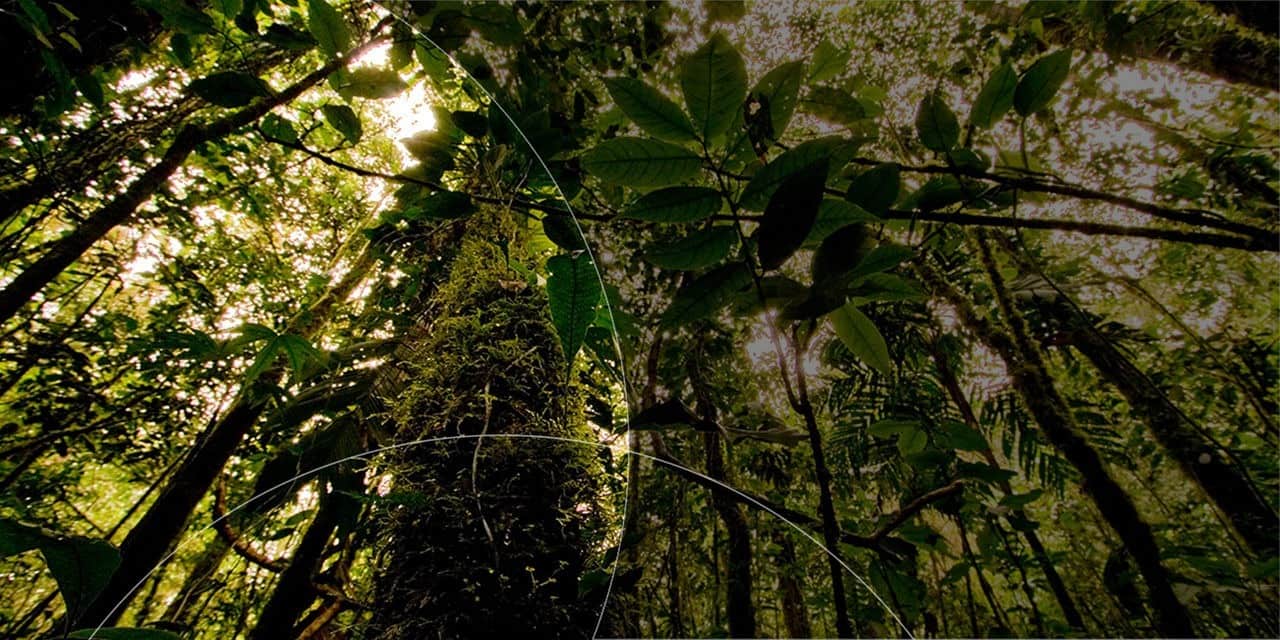 غابة كثيفة.