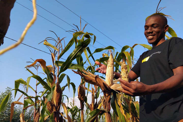 A farmer picks corn