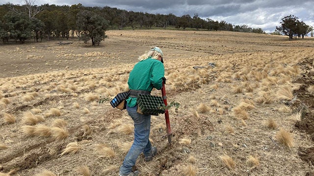 Une personne plantant des arbres, Australie.