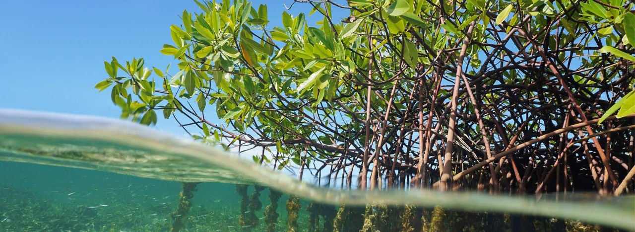 A mangrove tree above and below the water line. 