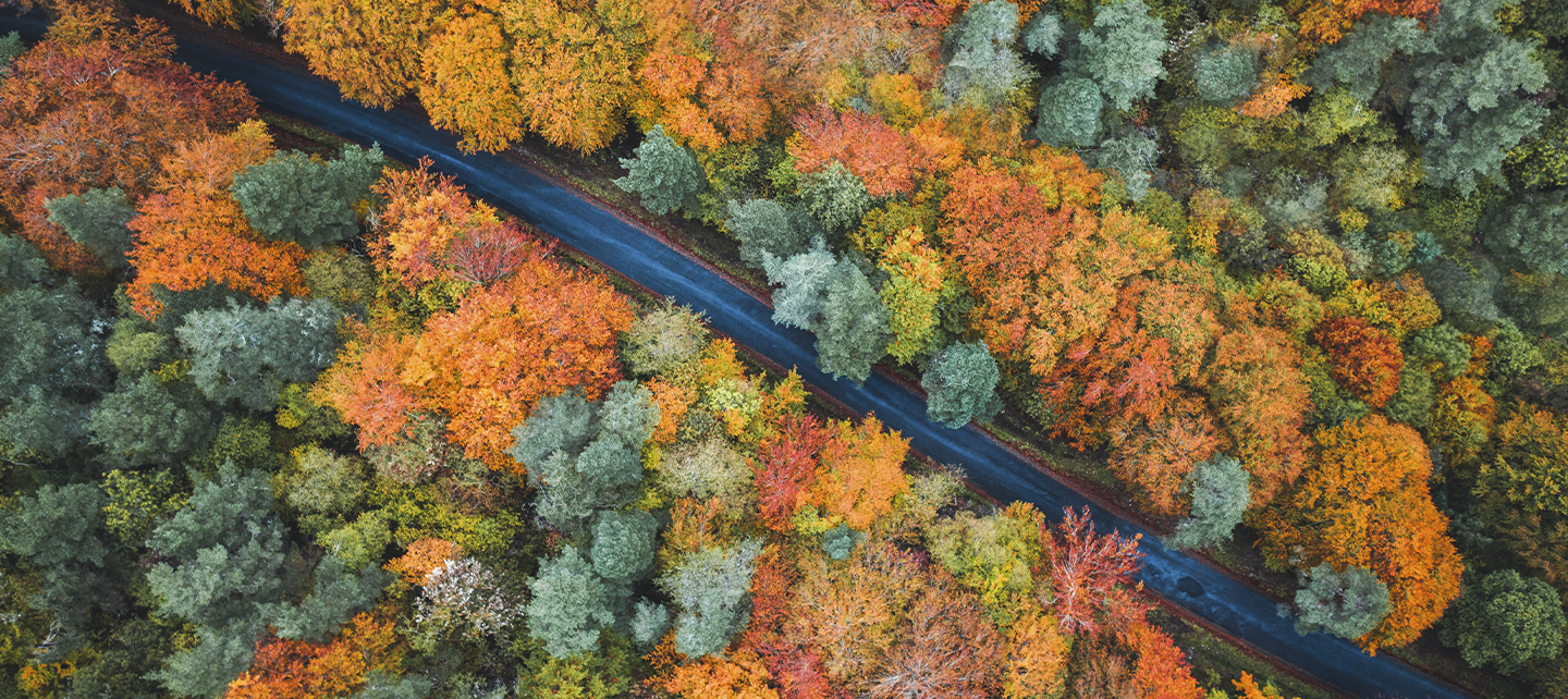 Air view of a road in the middle of a forest