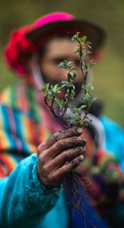 A member of a High Andes Indigenous community holds a sapling in front of his face. 