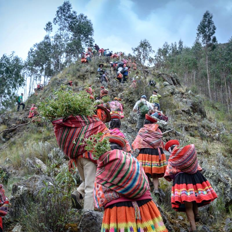 Members of the Indigenous communities in the High Andes walk up a steep mountainside carrying saplings to plant. 