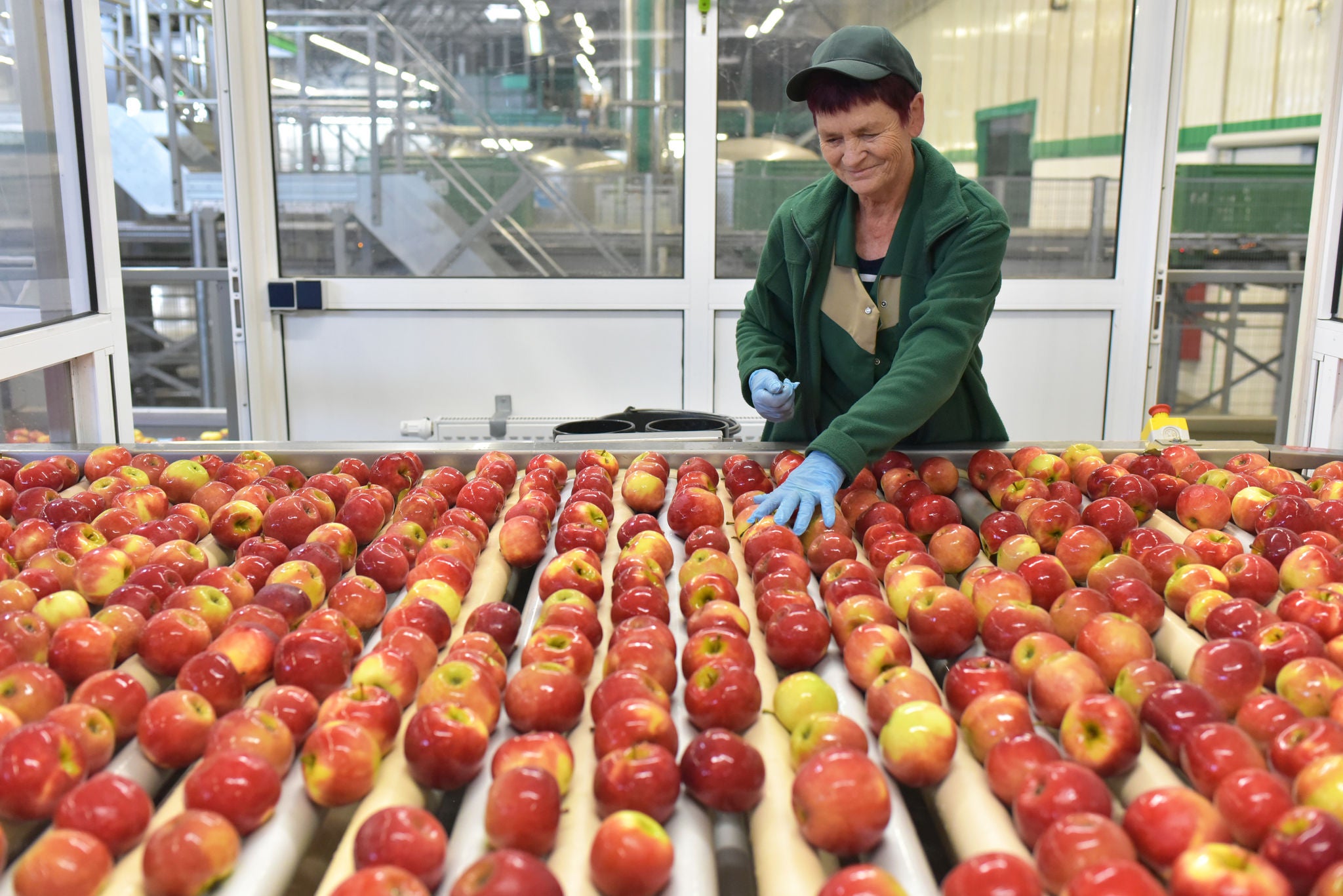 food factory: assembly line with apples and workers 