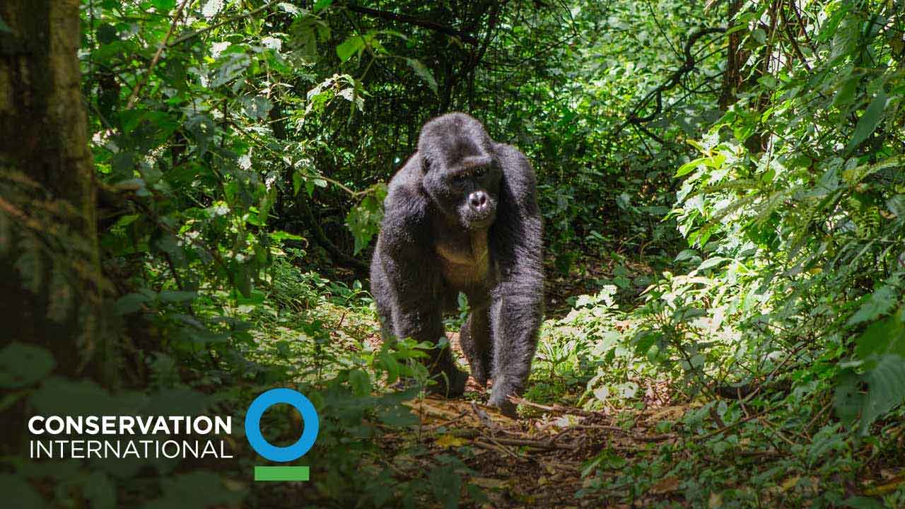 gorilla in the wild, with Conservation International logo.