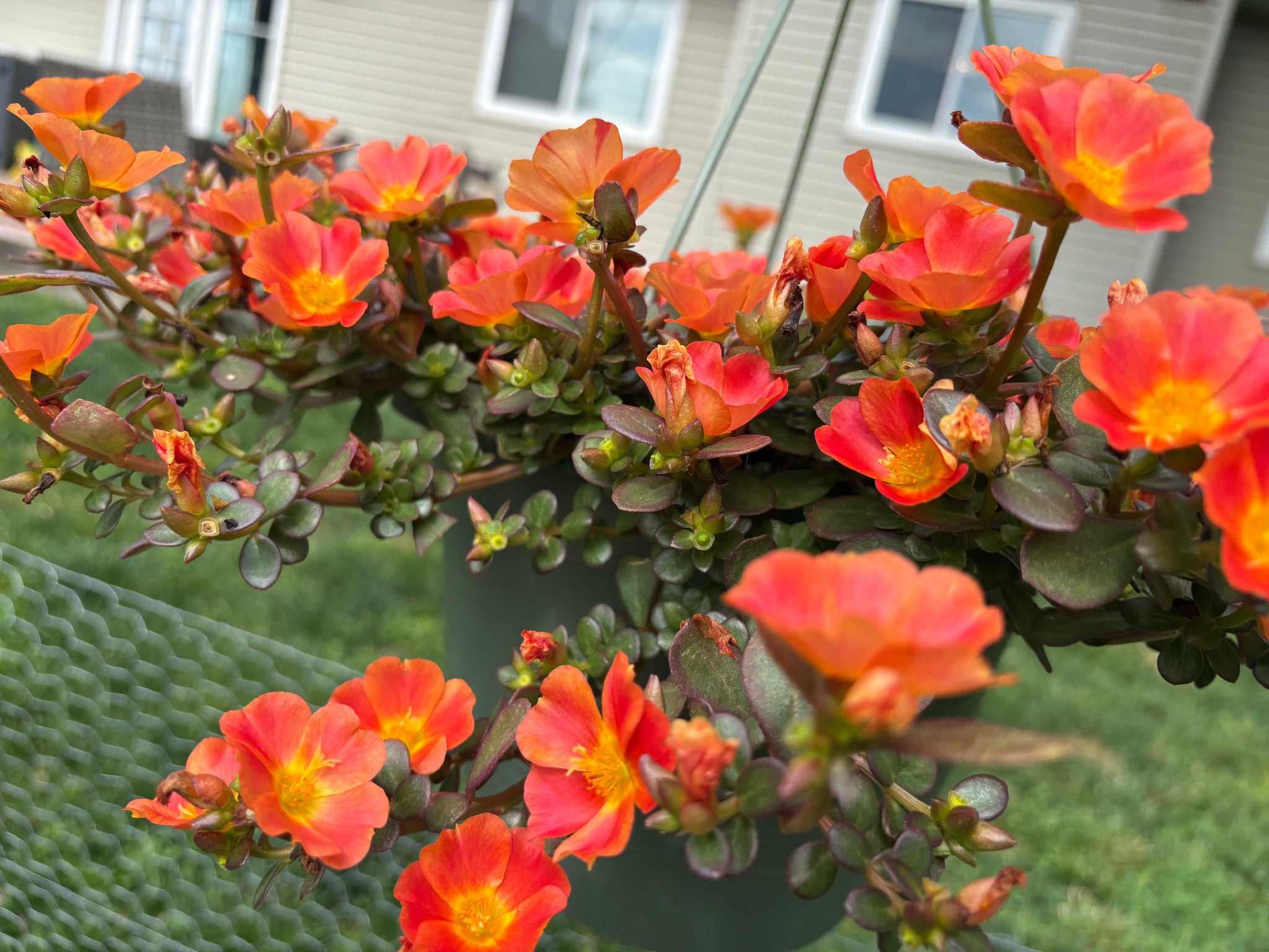 Purslane