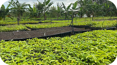 Grande quantité de plantes sur la plantation.