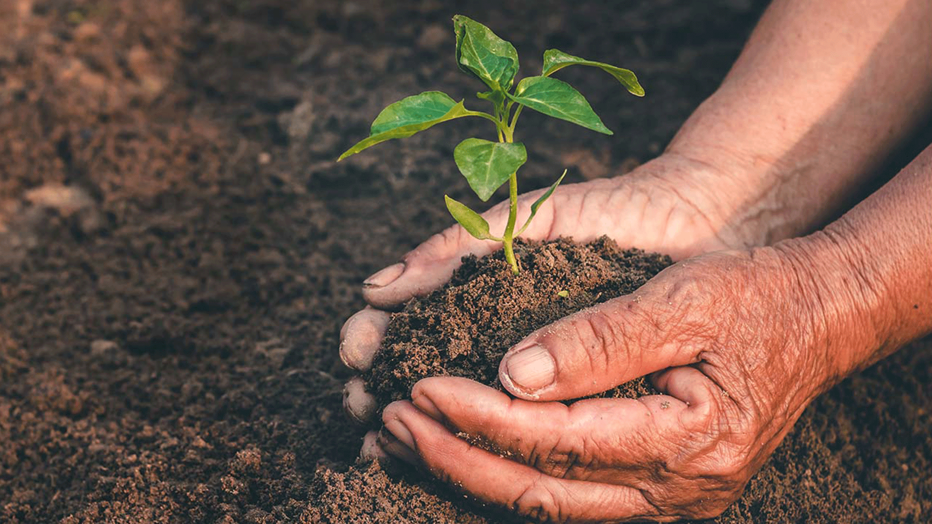 Hender som plasserer en liten plante i jord. 