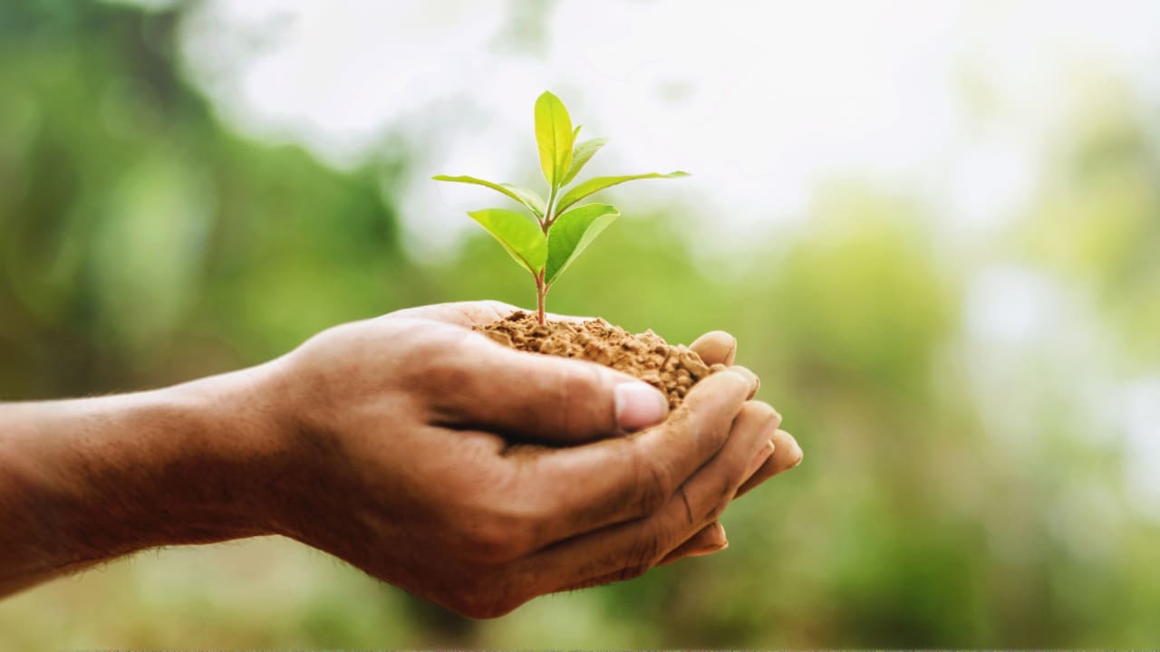 hands holding soil plant growth