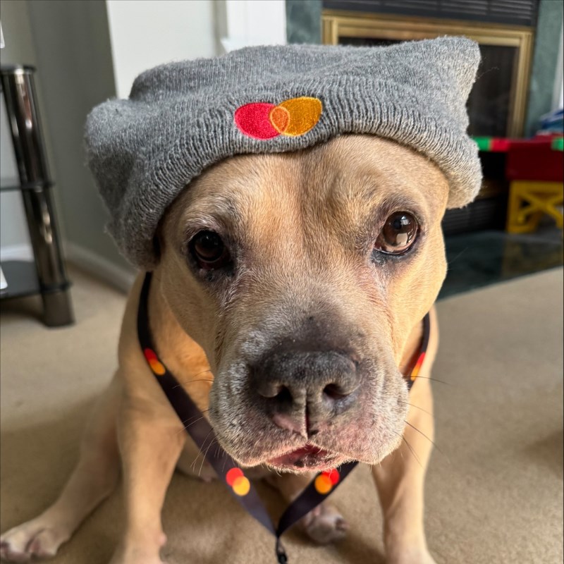 A dog wears a gray knit cap with the Mastercard logo and a Mastercard lanyard. 