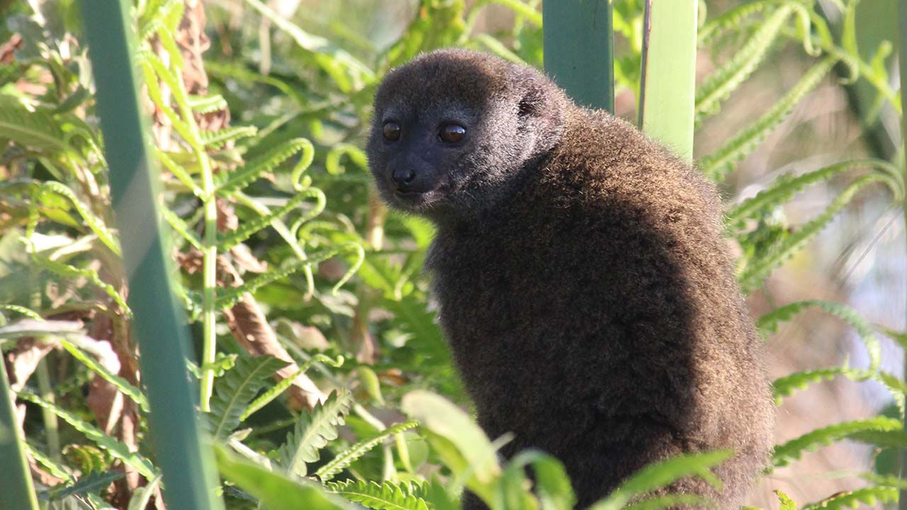 Životinja sa Madagaskara.