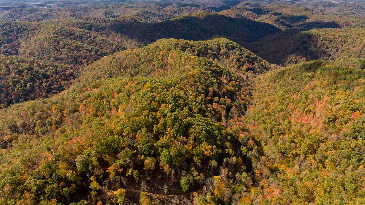 Šuma istočnog Kentuckyja u Sjedinjenim Američkim Državama.