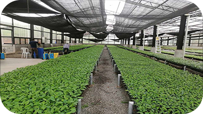 Lange rijen planten in een grote kas.