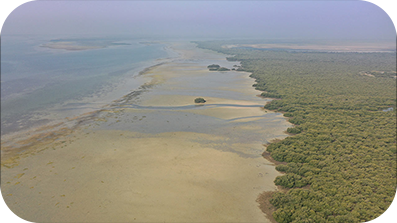Floresta na beira de uma praia arenosa.
