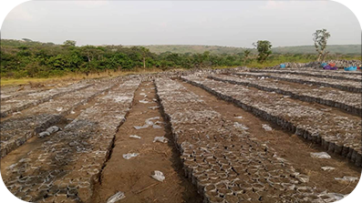 Plantação de árvores no Congo.