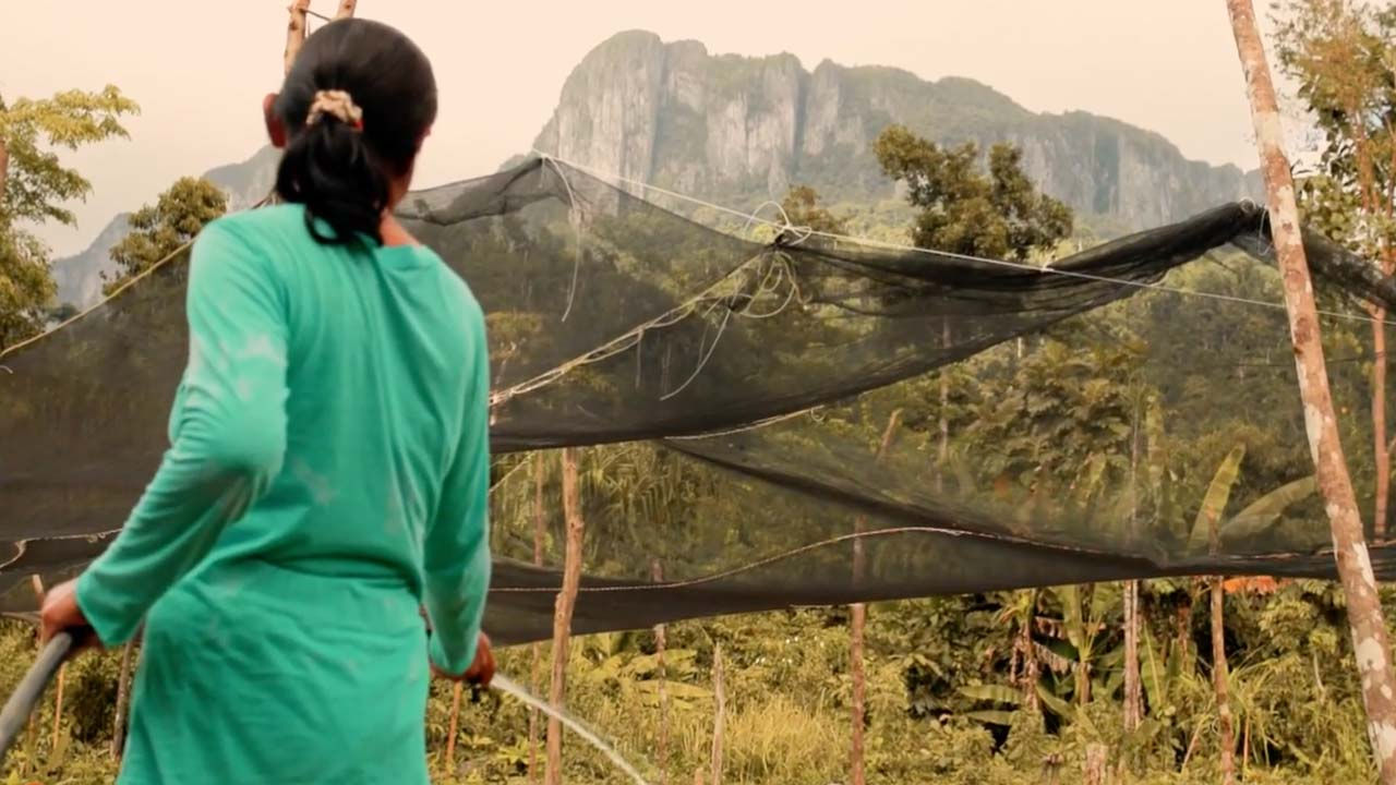 Woman watering crops in Palawan, Philippines