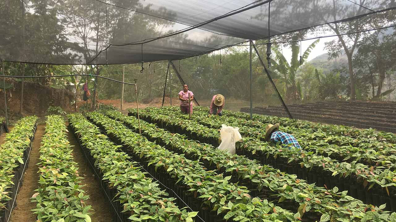 People caring for tree seedlings, Mexico.