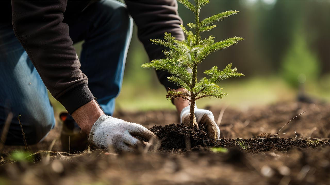Planter de nouveaux arbres dans une zone ouverte d’une montagne.
